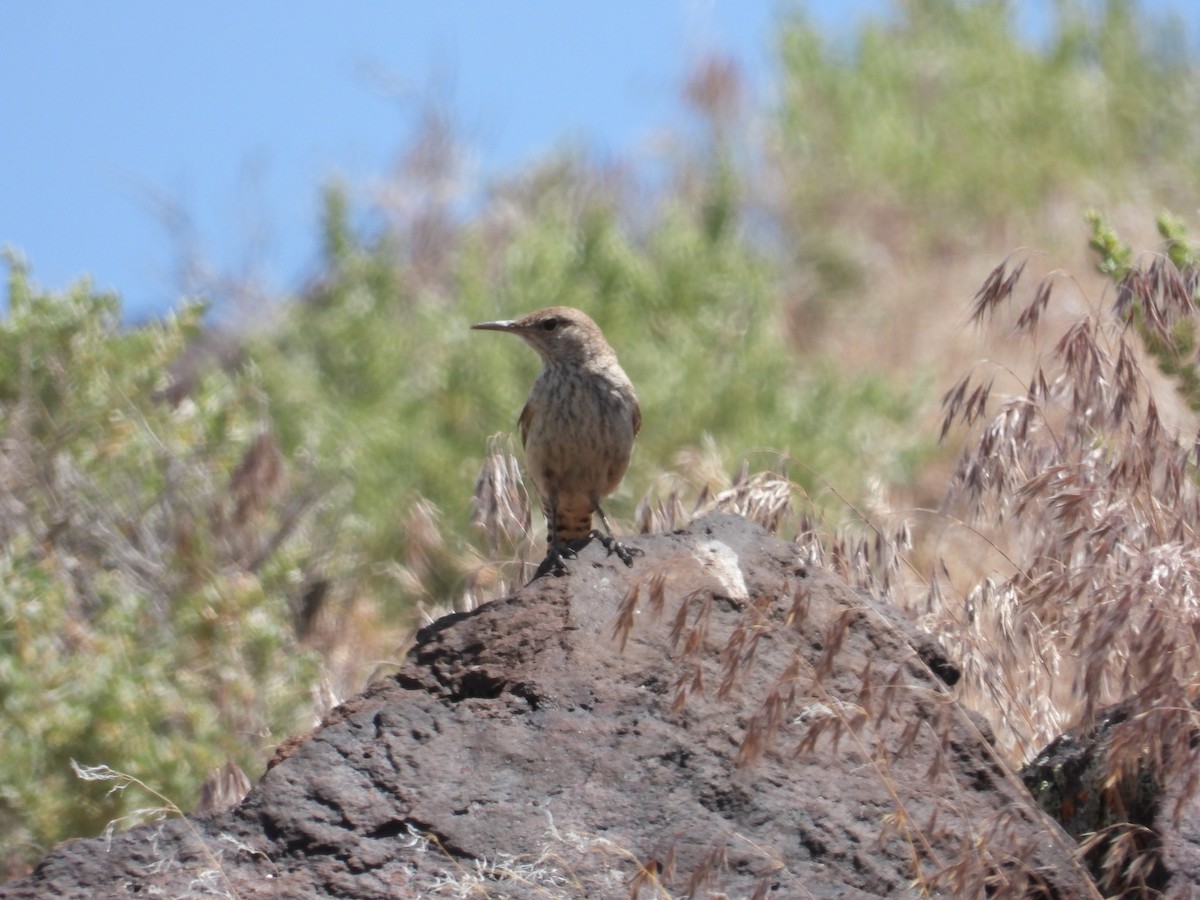 Rock Wren - ML637724598