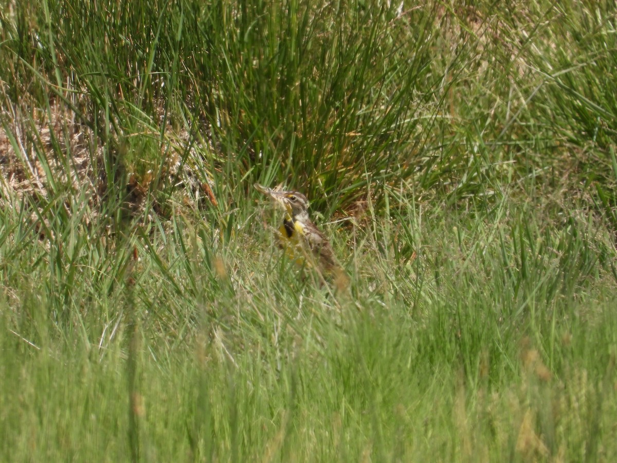 Western Meadowlark - ML637724601