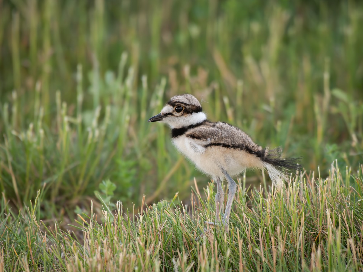 Killdeer - ML637724602