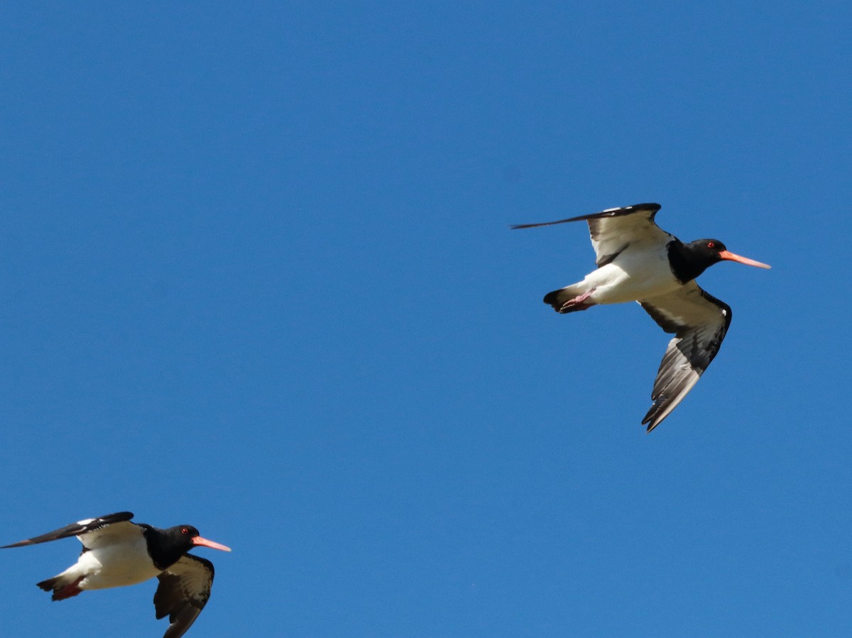 South Island Oystercatcher - ML637724606