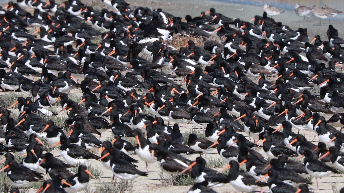 South Island Oystercatcher - ML637724607