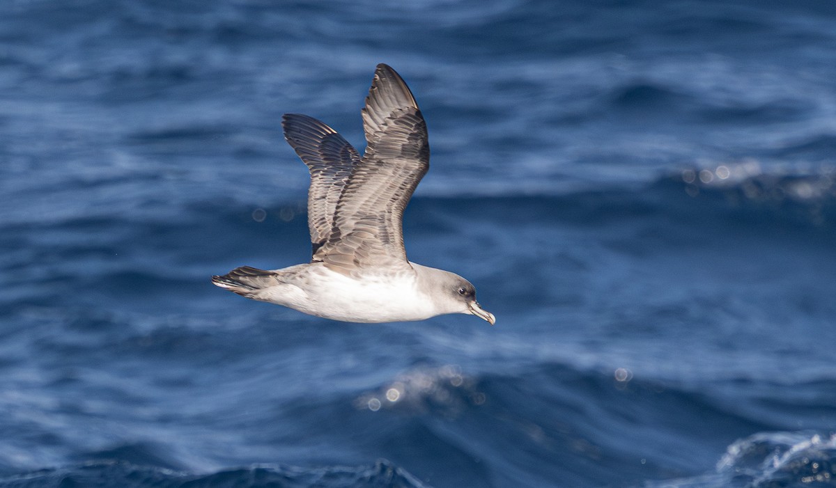 Gray Petrel - ML637724618