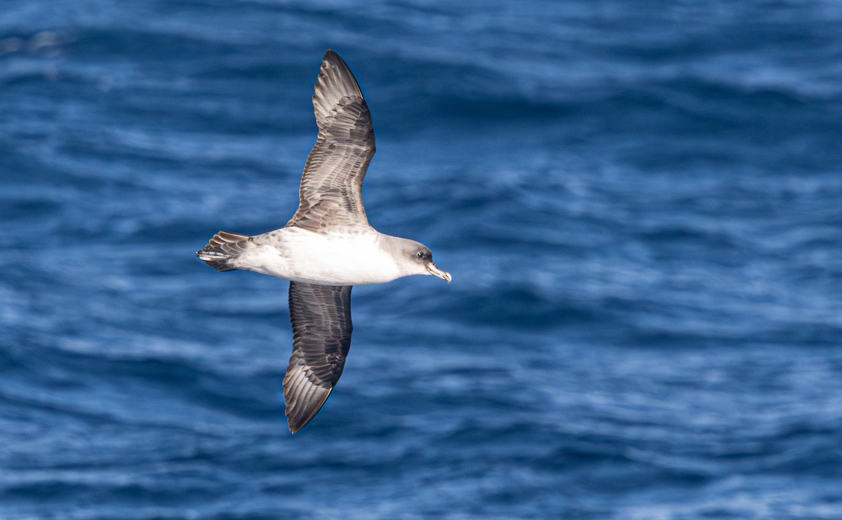 Gray Petrel - ML637724619