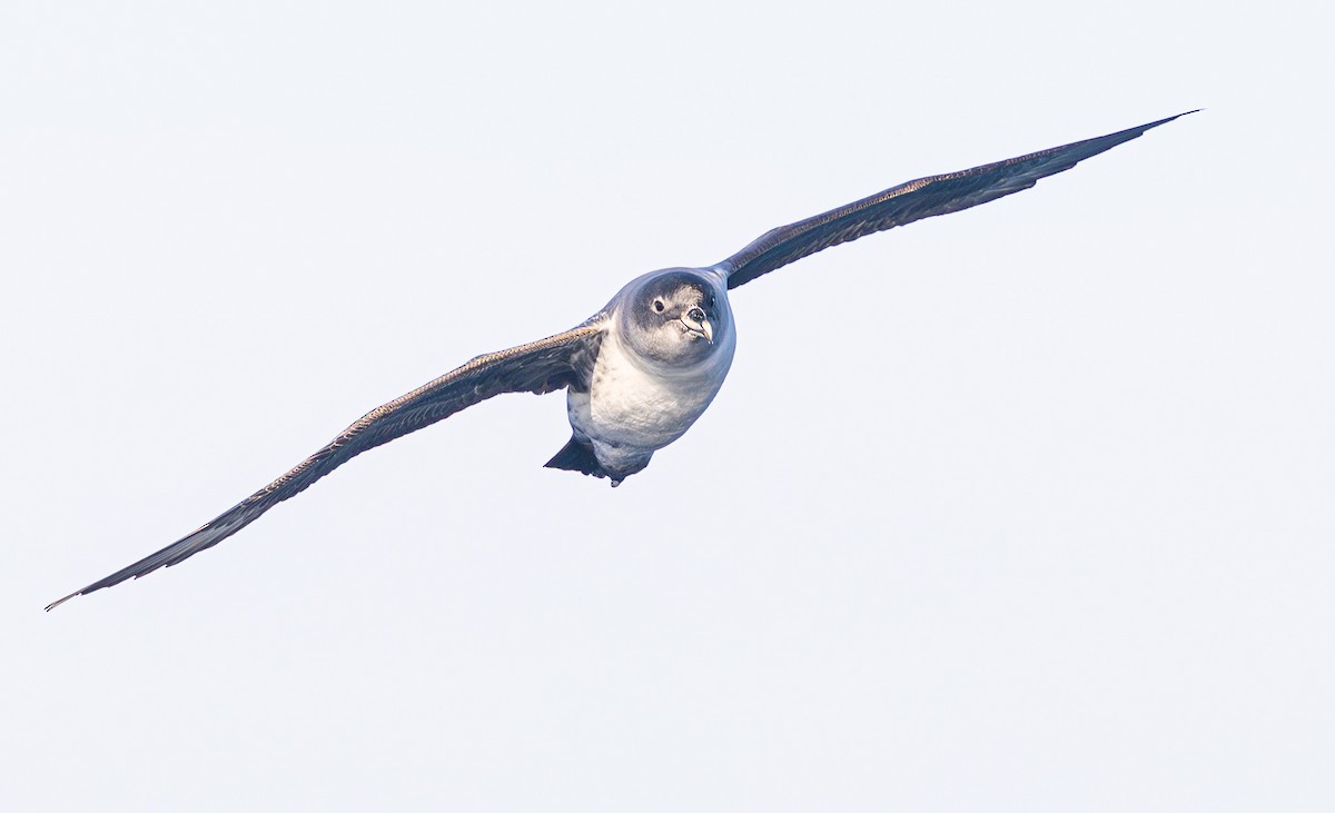 Gray Petrel - ML637724639