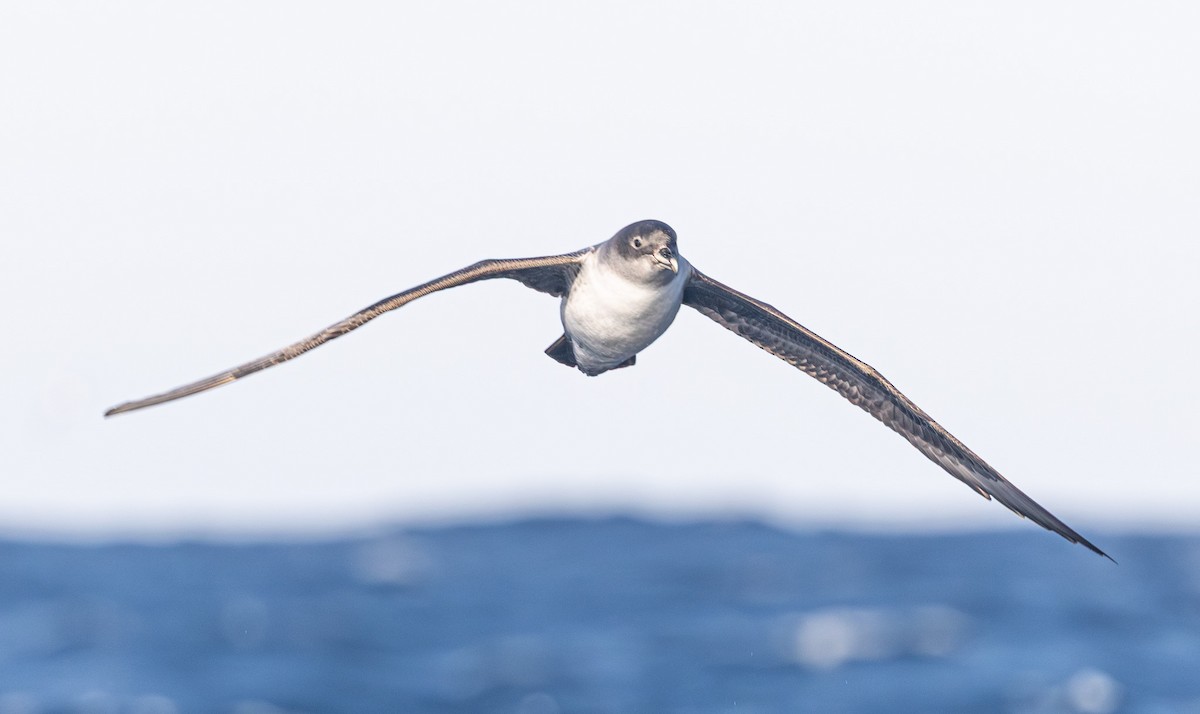 Gray Petrel - ML637724640