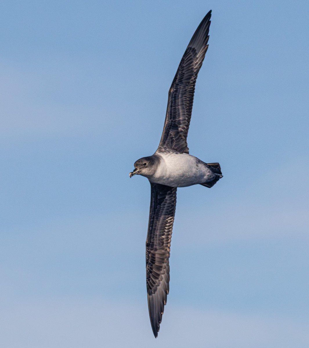 Gray Petrel - ML637724644