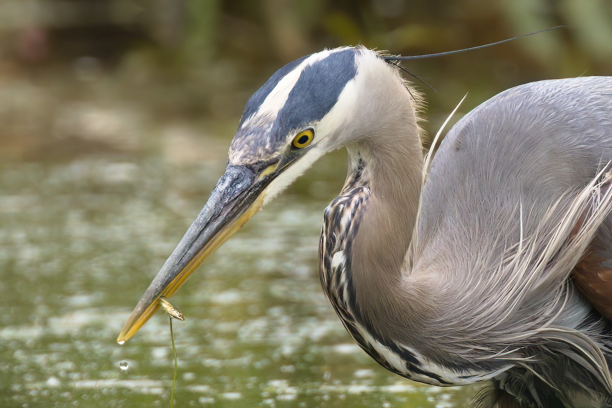 Great Blue Heron - ML637724677
