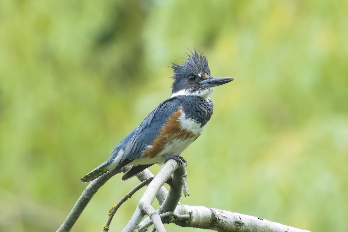 Belted Kingfisher - ML637724682