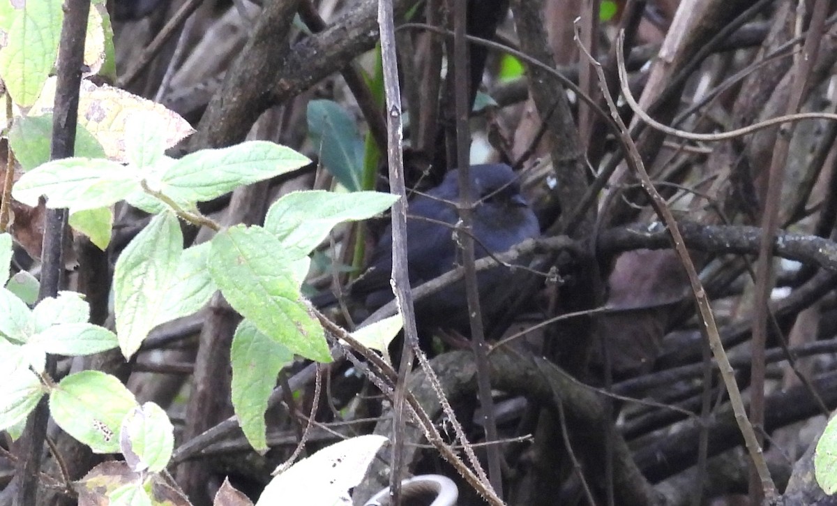 Unicolored Tapaculo - ML637724690