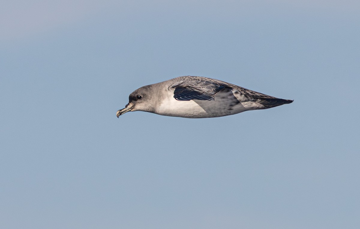 Gray Petrel - ML637724691