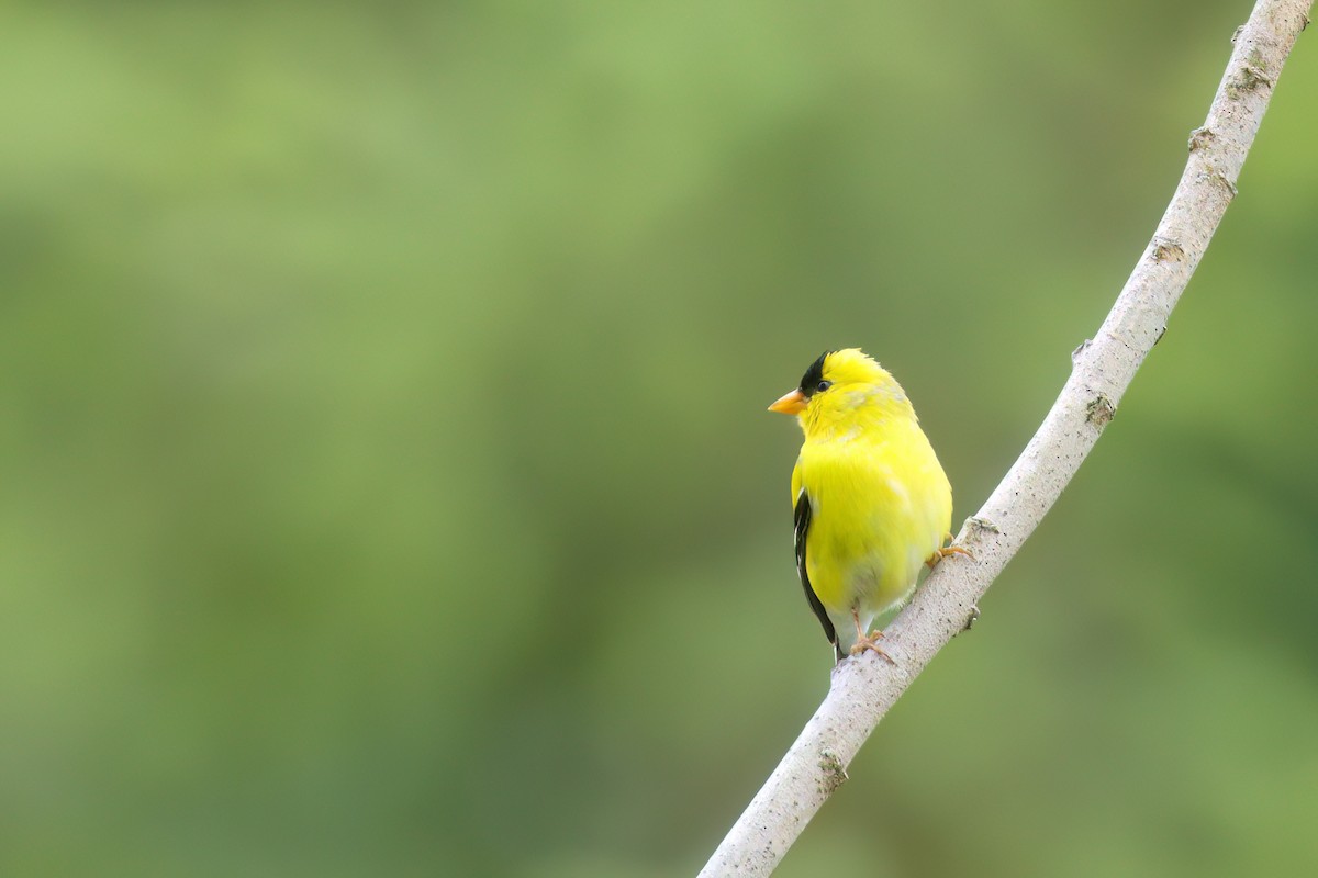 American Goldfinch - ML637724708