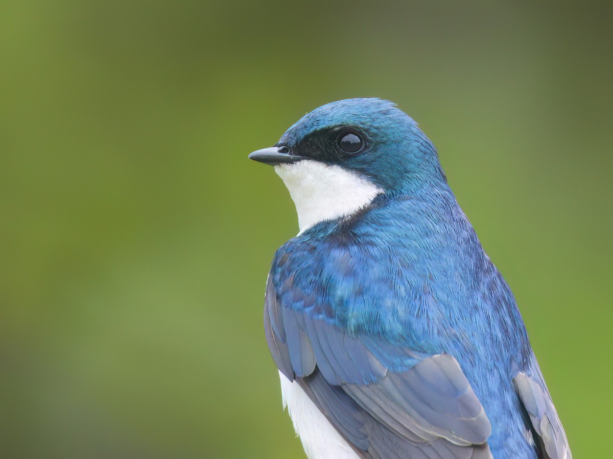Tree Swallow - ML637724715