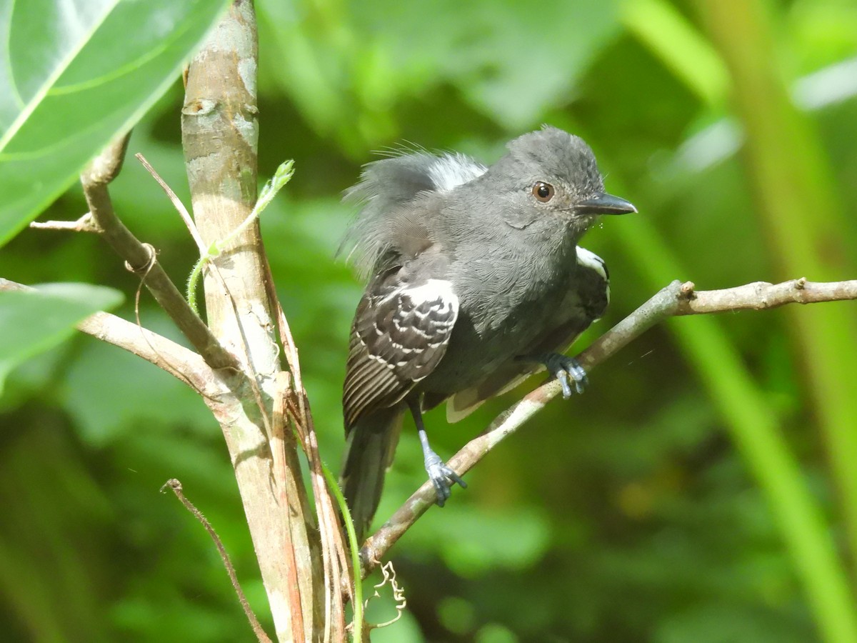 Dusky Antbird - ML637724718