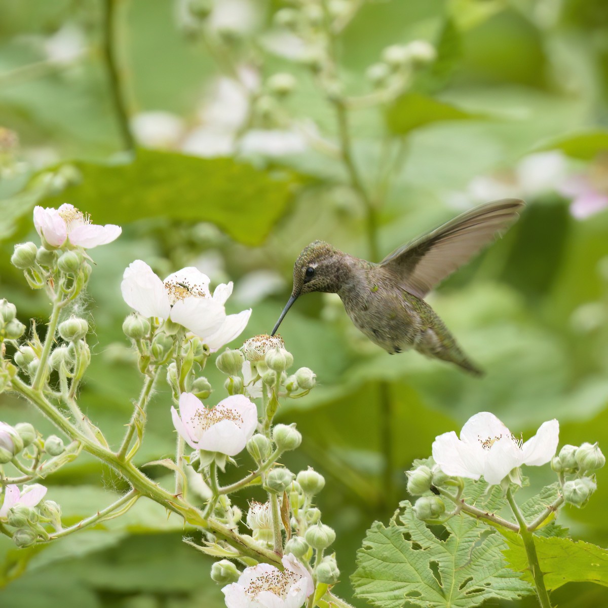 Anna's Hummingbird - ML637724728