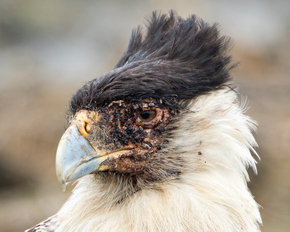 Crested Caracara - ML637724765
