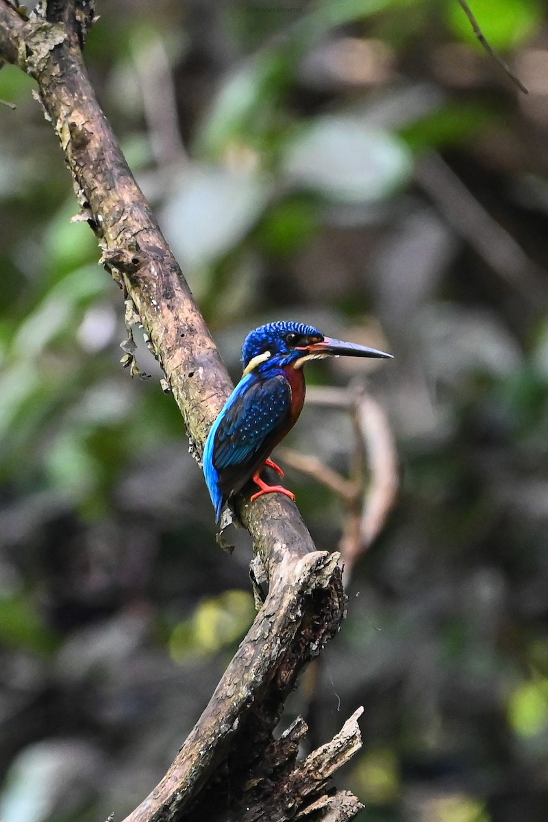 Blue-eared Kingfisher - ML637724787