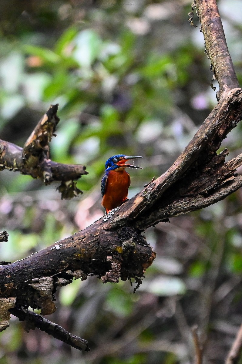 Blue-eared Kingfisher - ML637724788