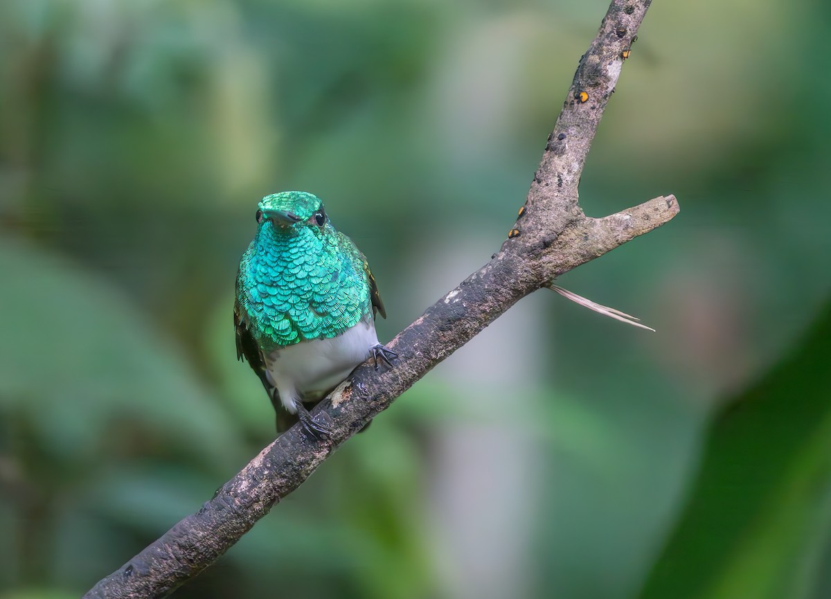 Snowy-bellied Hummingbird - ML637724817