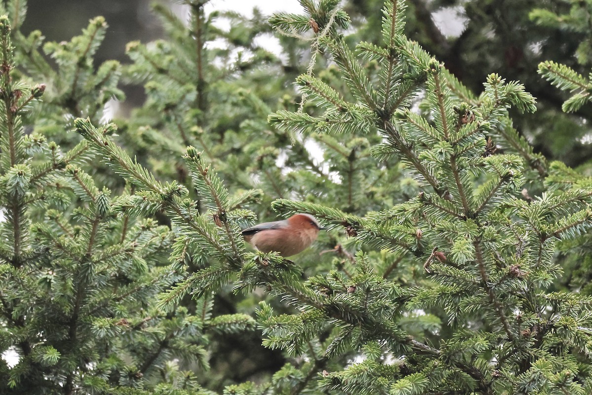 Crested Tit-Warbler - ML637724957