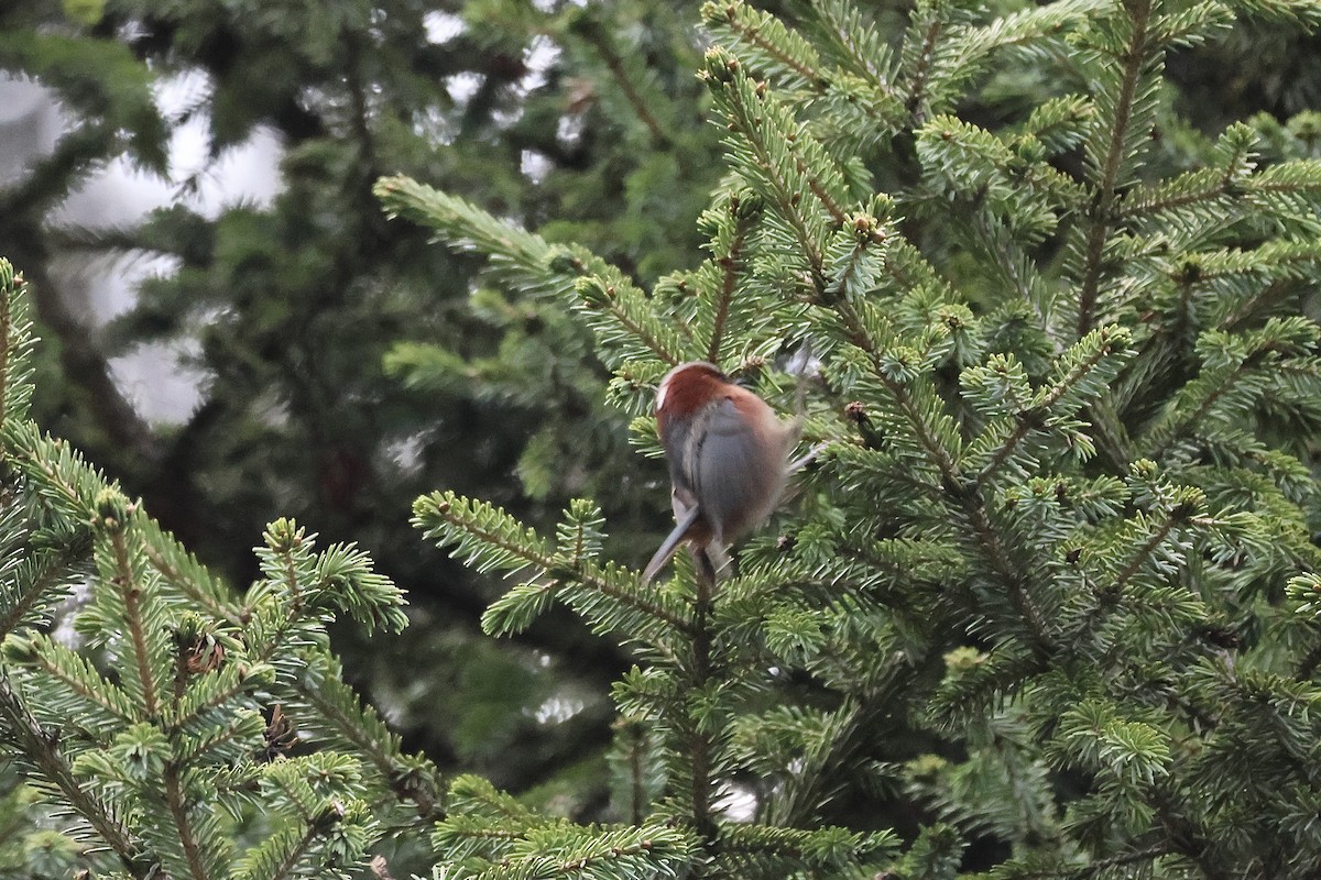 Crested Tit-Warbler - ML637724958