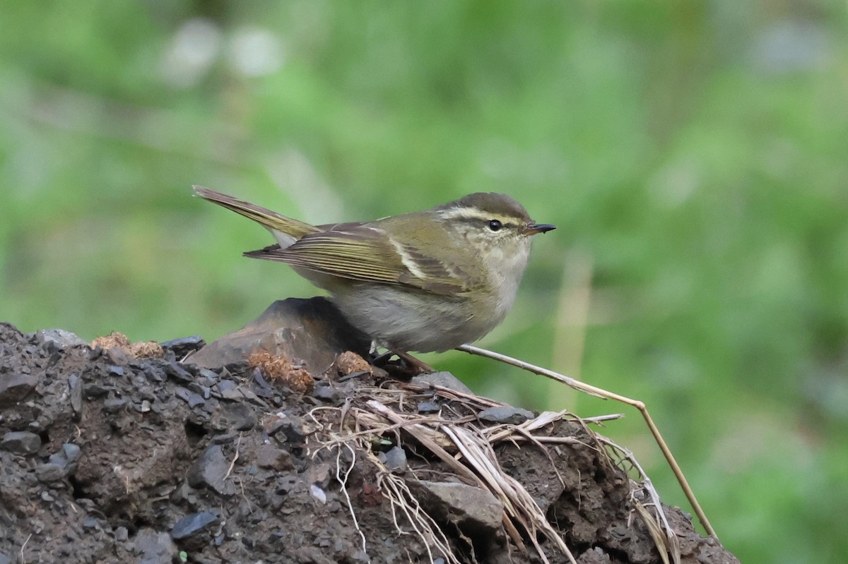 Buff-barred Warbler - ML637725000