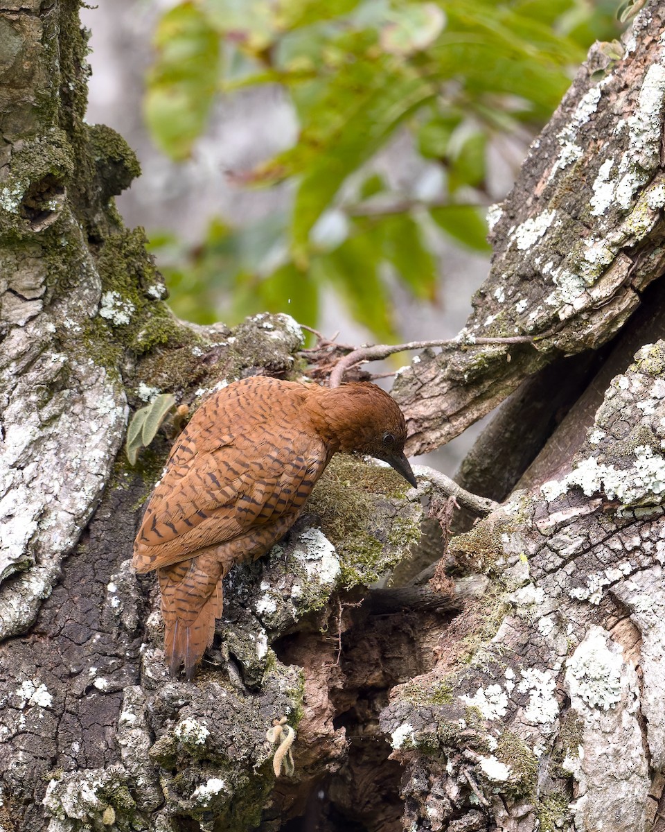 Rufous Woodpecker - ML637725035
