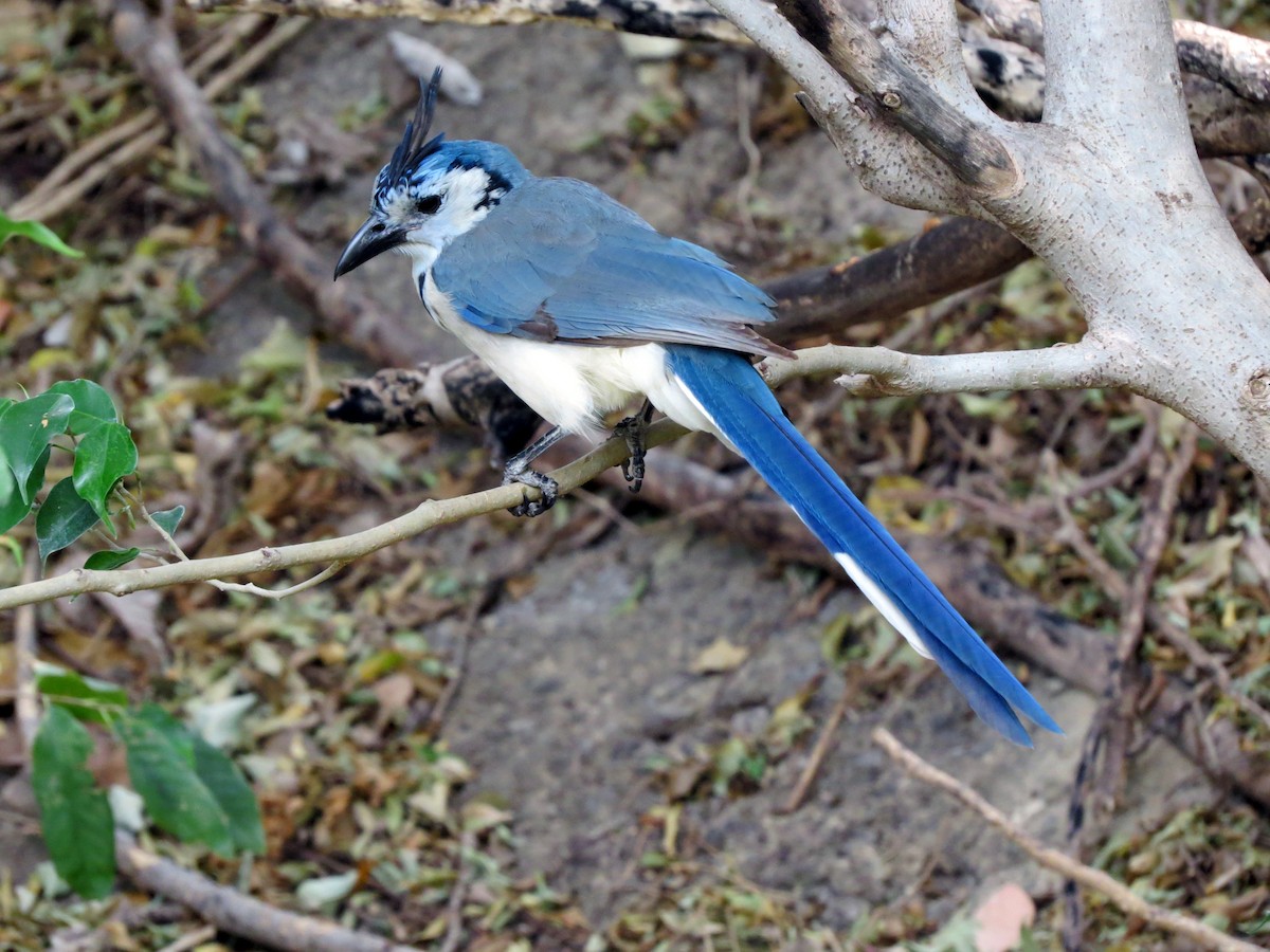 White-throated Magpie-Jay - ML637725037