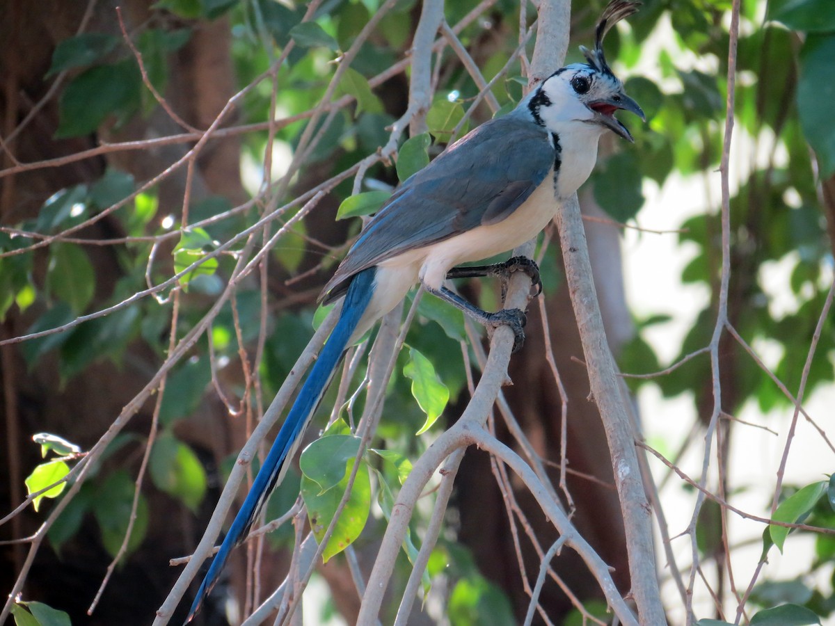 White-throated Magpie-Jay - ML637725038