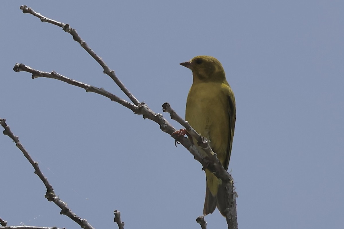 Tibetan Serin - ML637725070