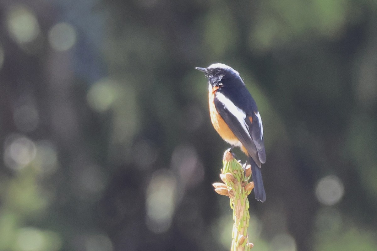 White-throated Redstart - ML637725136