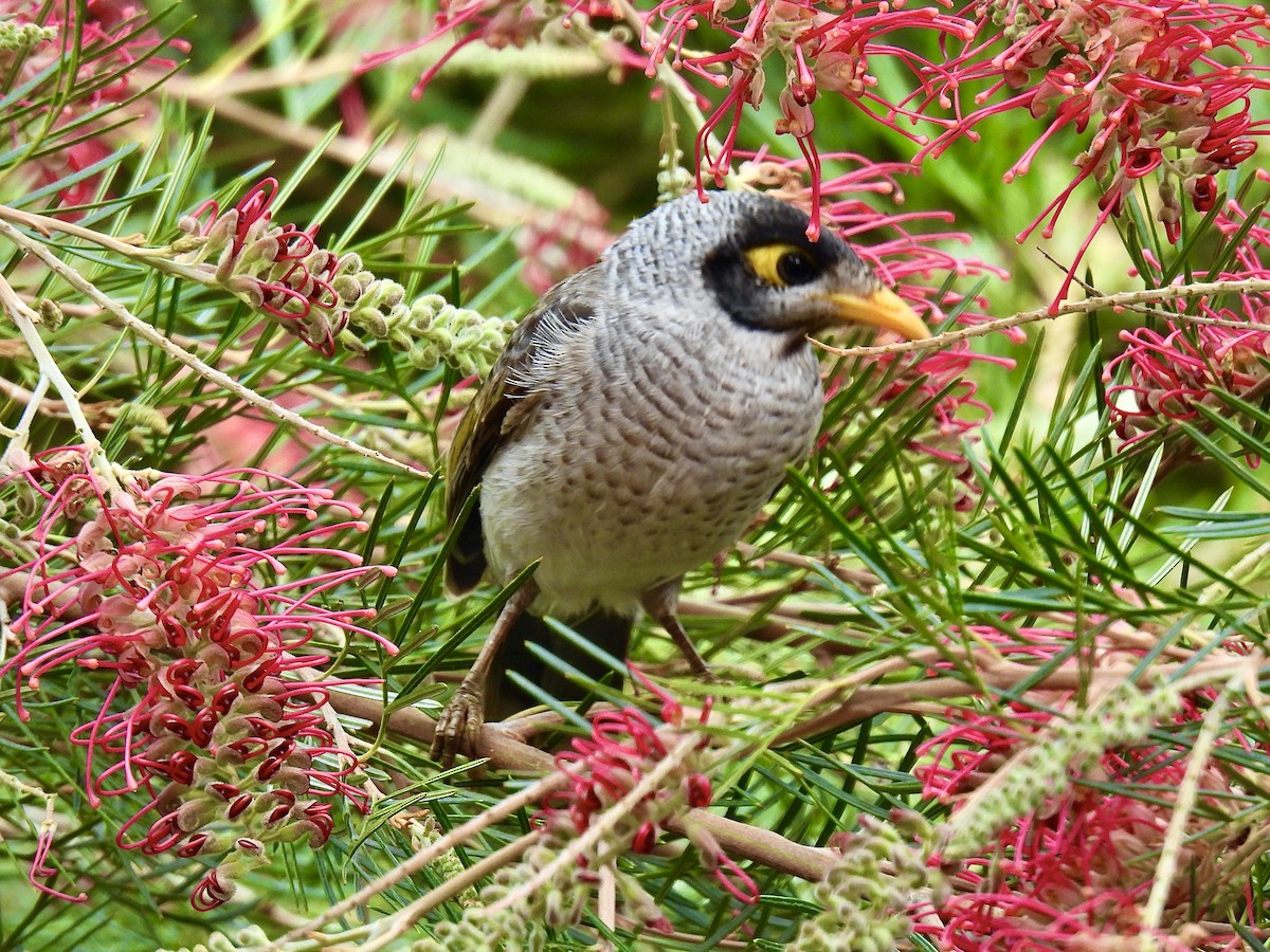Noisy Miner - ML637725151