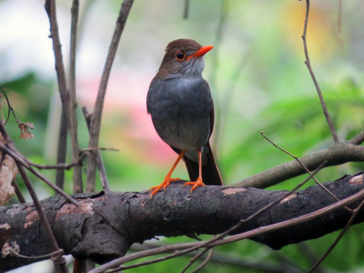 Orange-billed Nightingale-Thrush - ML637725196