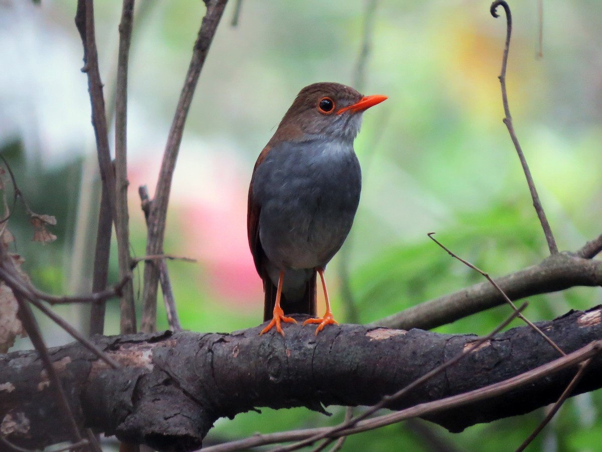 Orange-billed Nightingale-Thrush - ML637725197