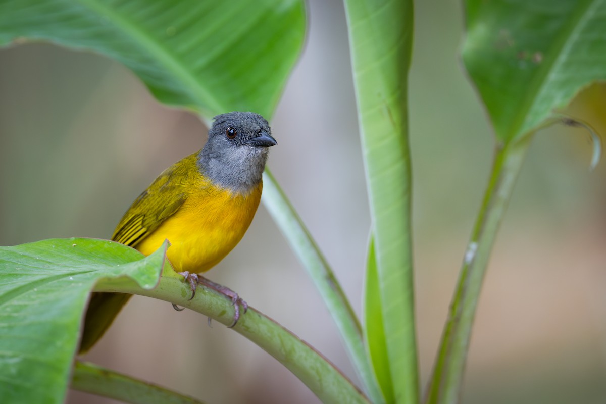 Tangara Cabecigrís - ML637725200