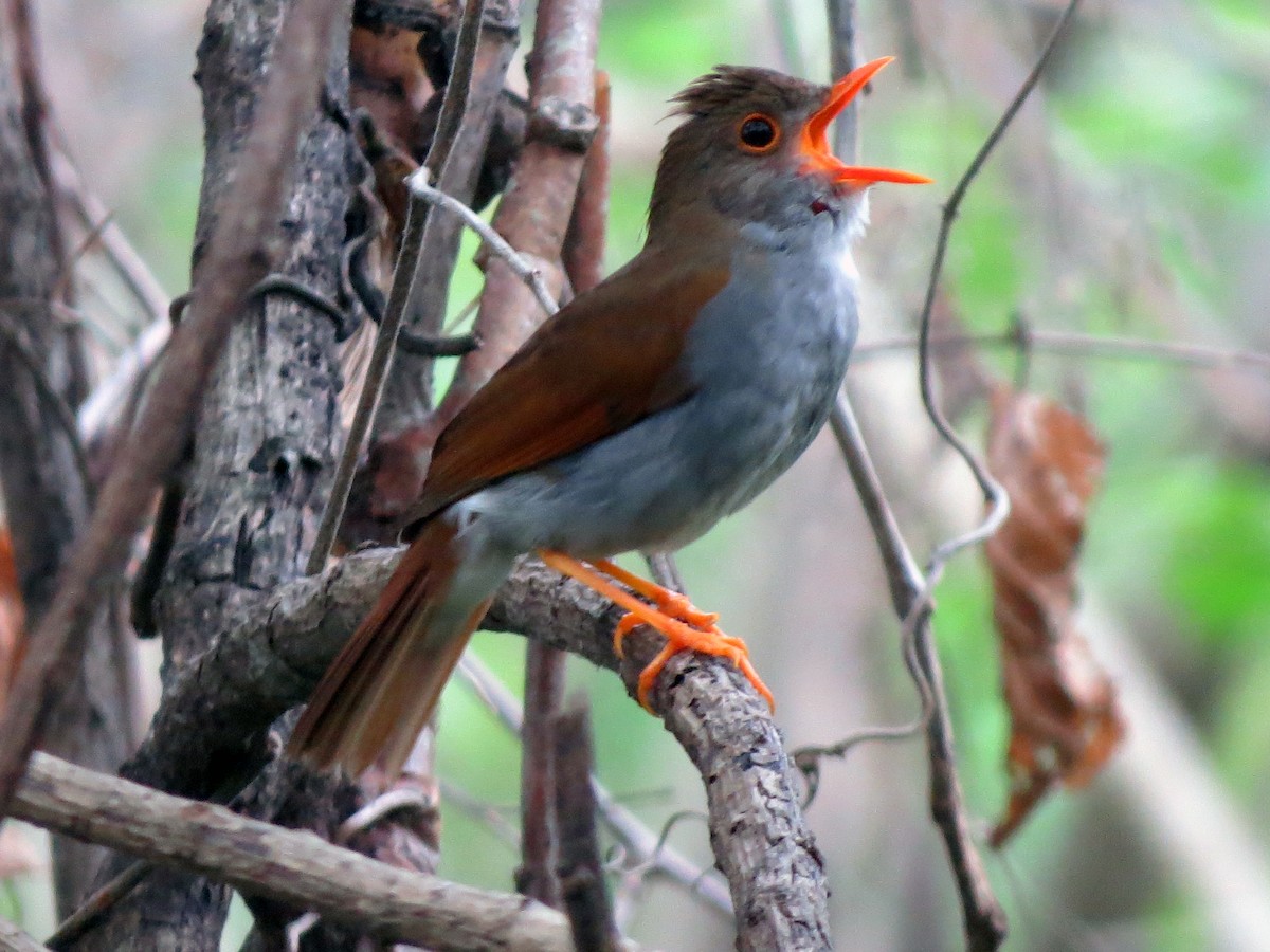Orange-billed Nightingale-Thrush - ML637725201