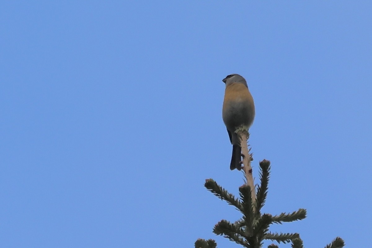 Gray-headed Bullfinch - ML637725202