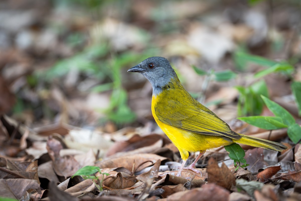 Tangara Cabecigrís - ML637725204