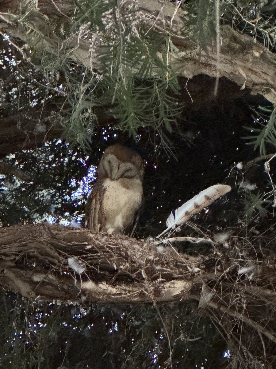 American Barn Owl - ML637725320