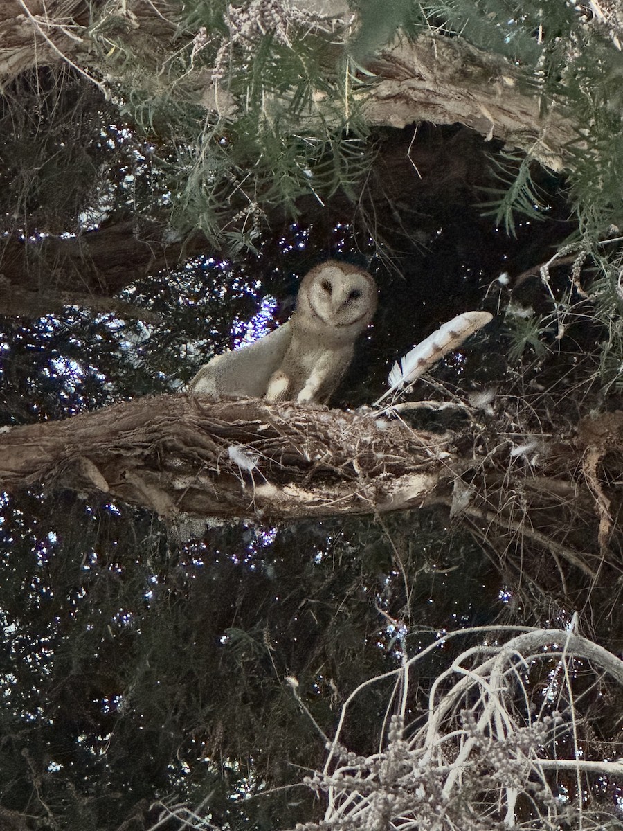 American Barn Owl - ML637725321