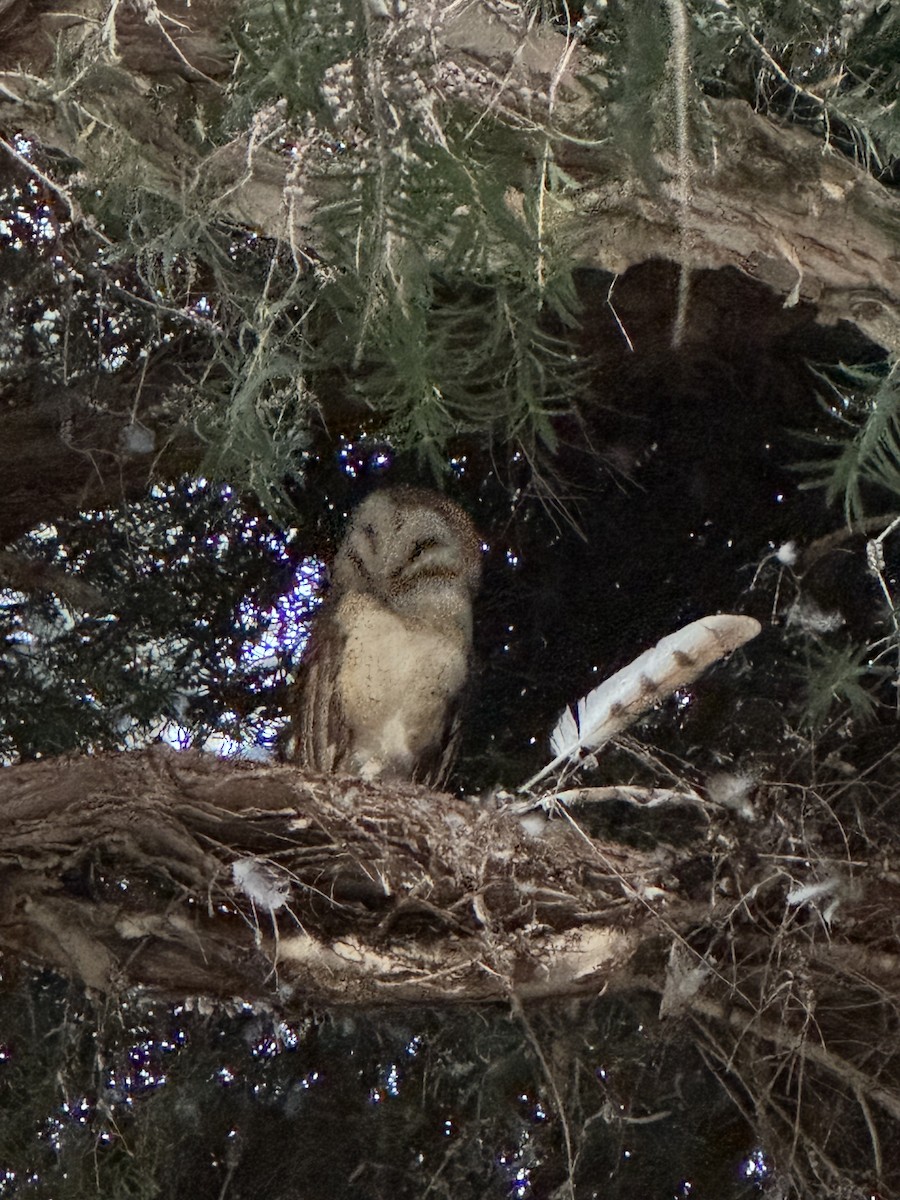 American Barn Owl - ML637725322