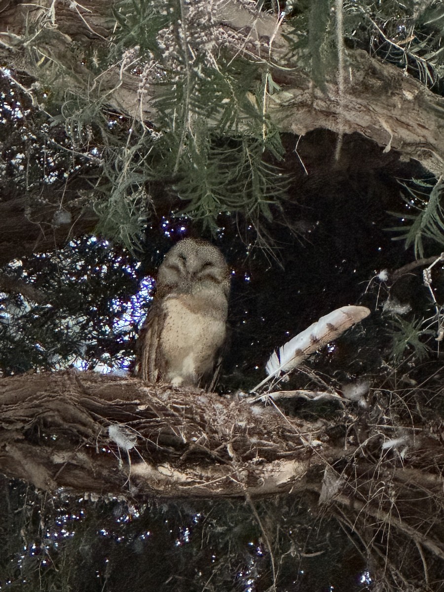 American Barn Owl - ML637725323