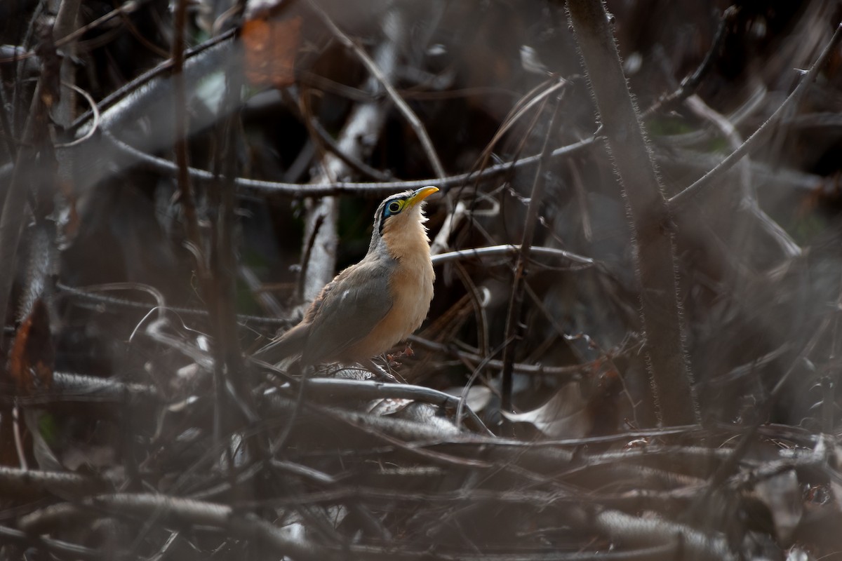 Lesser Ground-Cuckoo - ML637725367