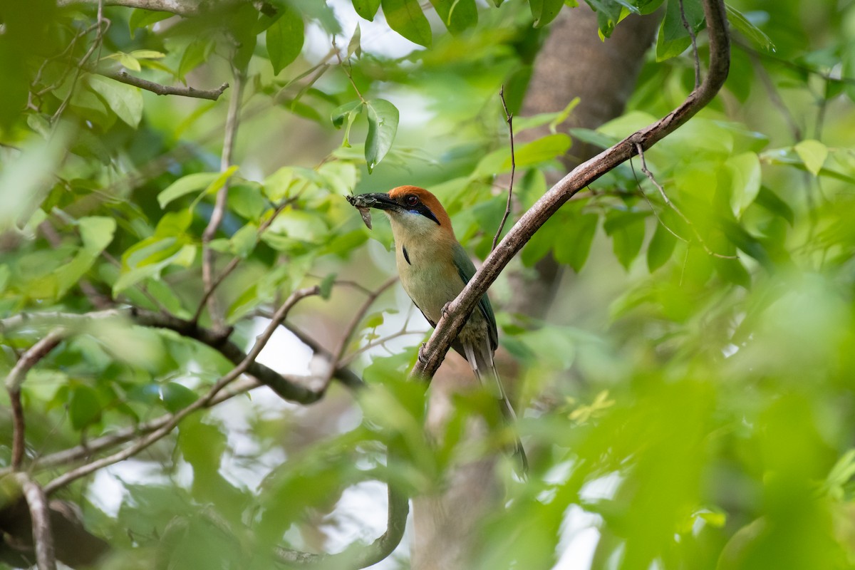 Russet-crowned Motmot - ML637725380