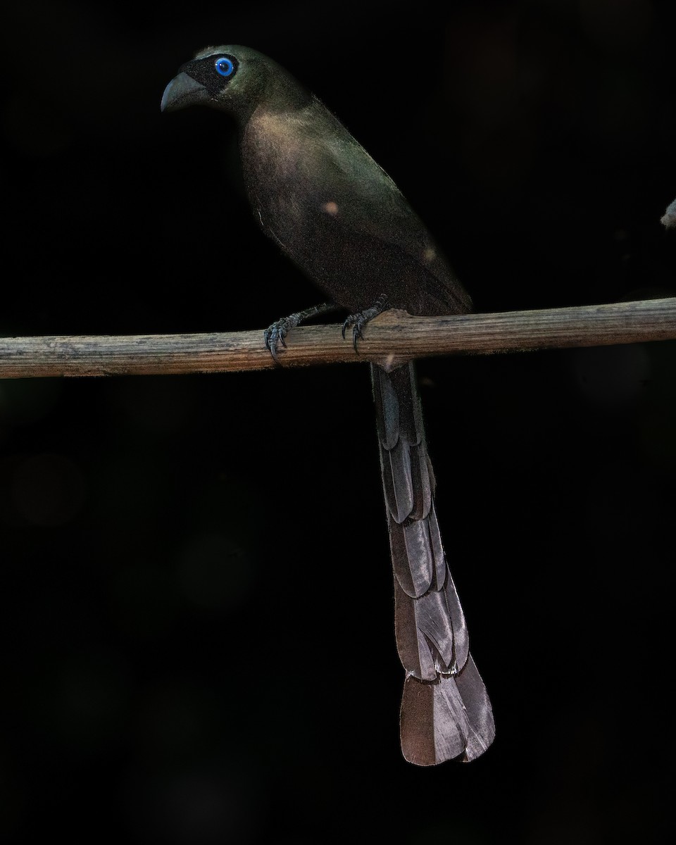 Racket-tailed Treepie - ML637725385