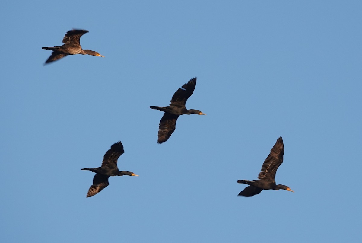 Double-crested Cormorant - ML637725422