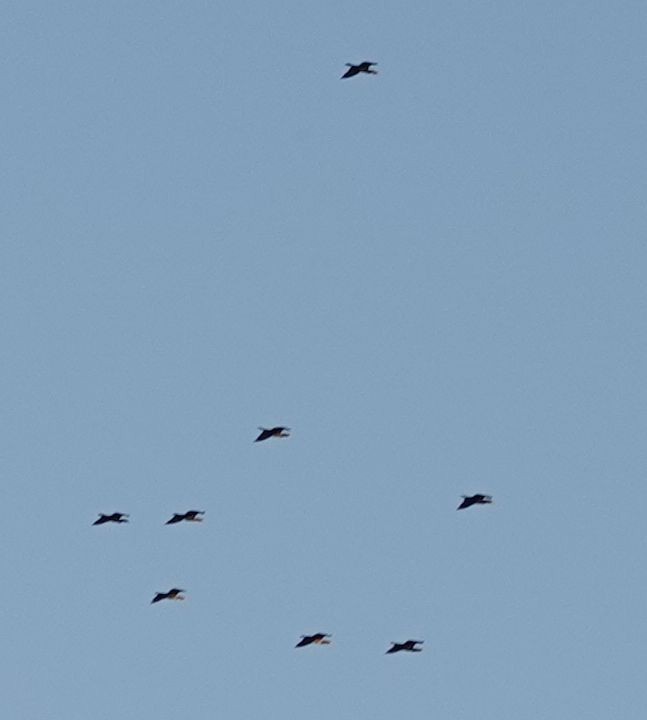 Double-crested Cormorant - ML637725425