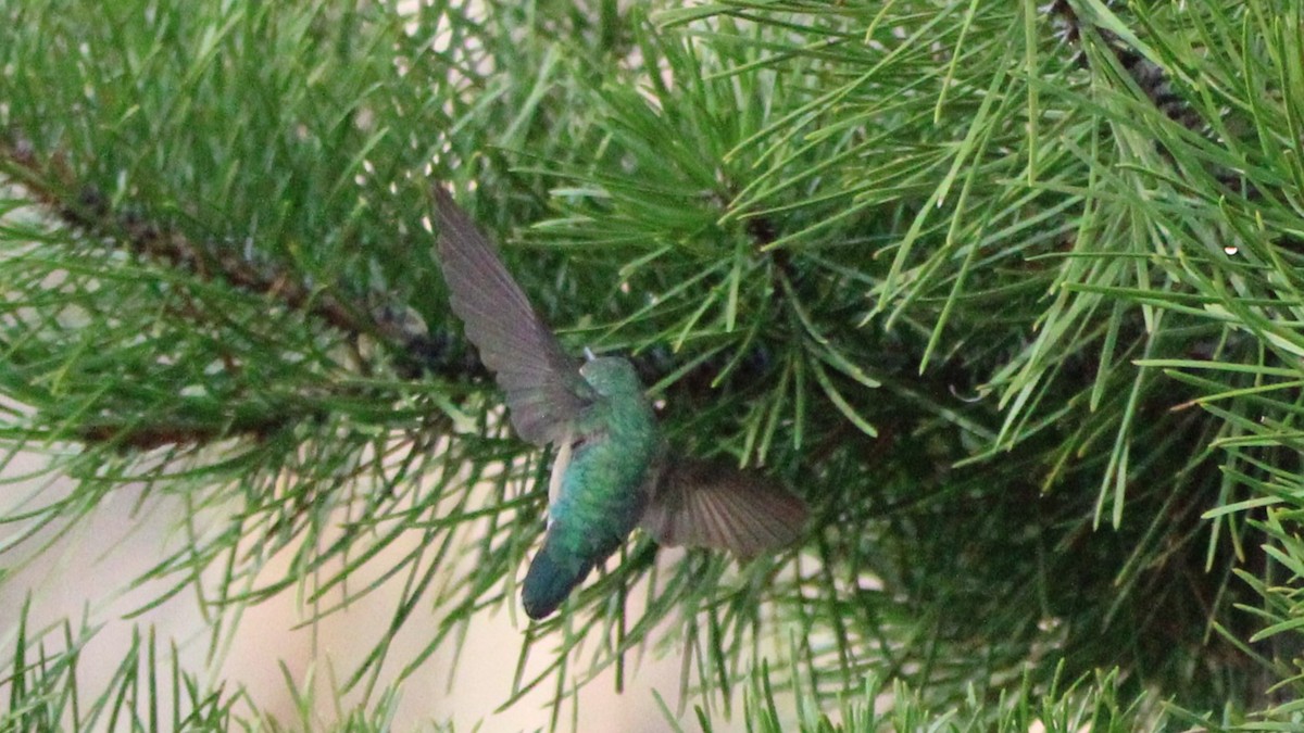 Broad-tailed Hummingbird - ML637725446