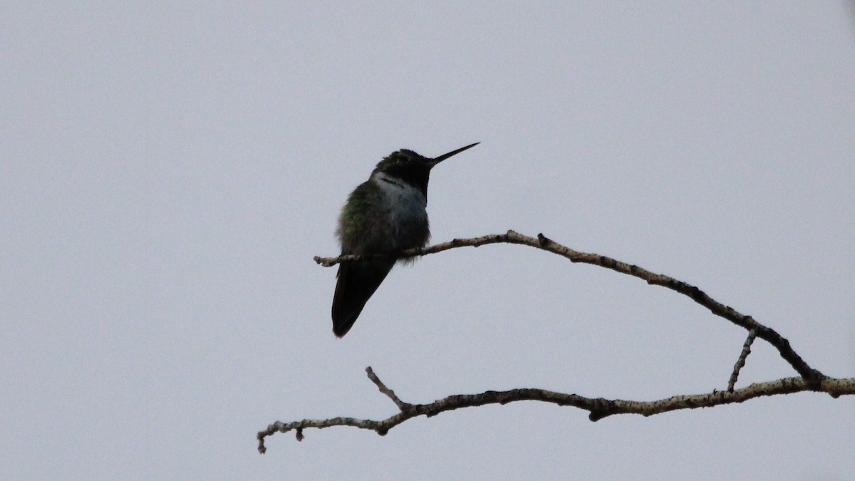 Broad-tailed Hummingbird - ML637725447