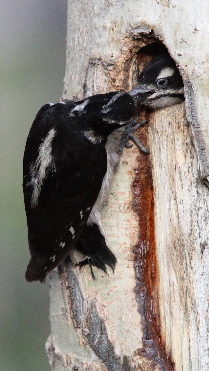 Hairy Woodpecker - ML637725461