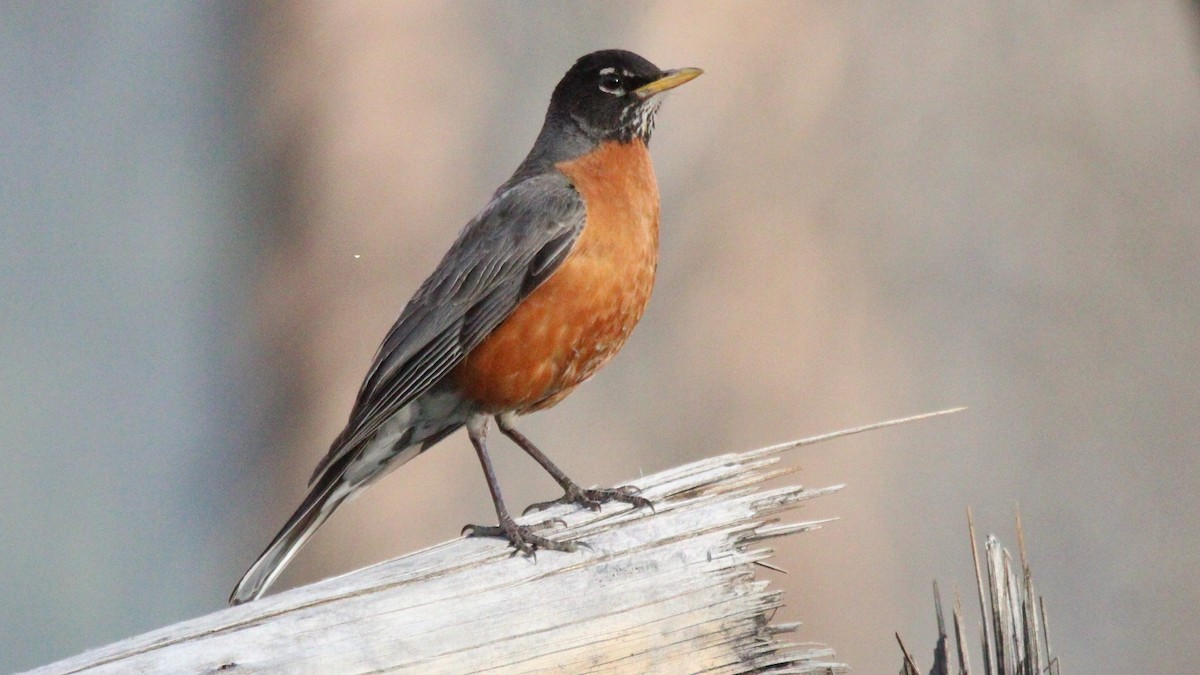 Zozo papargorria - ML637725474